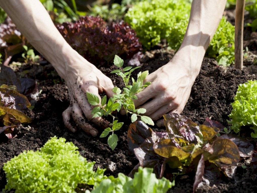 Gärtner Biete Gartenhilfe Nähe Biel Gartenbaustudent