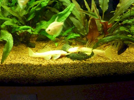 Antennenwelse zu verschenken - Gratisinserat.ch