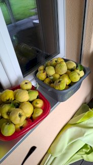 Bio Quitten zu verkaufen  - Gratisinserat.ch