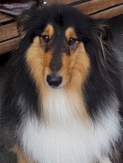 suche wohnung  - Gratisinserat.ch