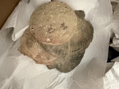 Versteinerungen: Sammlung abzugeben