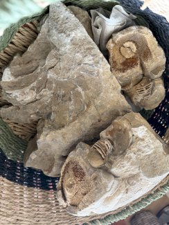 Versteinerungen: grosser Nautilus und div. kleinere Versteinerungen - Gratisinserat.ch