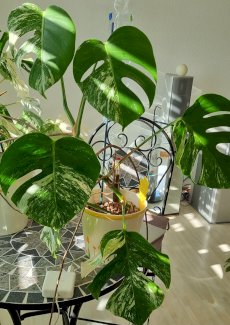 Monster Variegata
