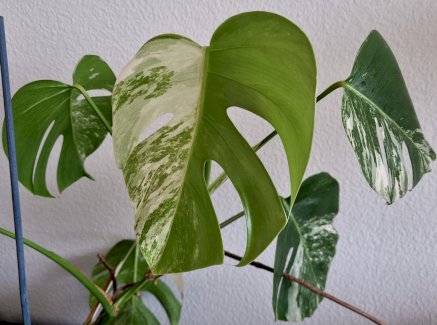 Monster Variegata