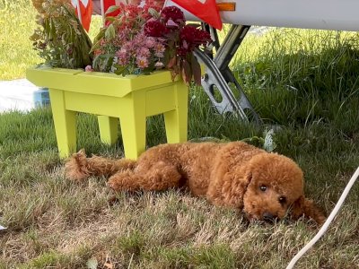Deckrüde für Hausbesuche Pudel Zwergpudel