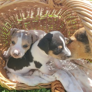Jack Russel Welpen - Gratisinserat.ch