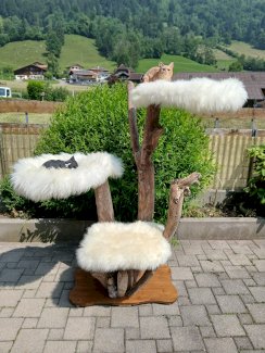 Katzenbaum aus schwemmholz 2 hängematten und XXL liegefläche neu - Gratisinserat.ch