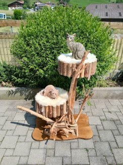 Katzen/Outdoorbaum neu  - Gratisinserat.ch