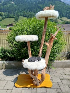 Katzenbaum aus schwemmholz neu - Gratisinserat.ch