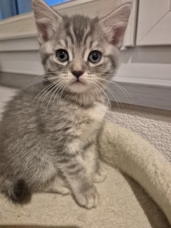 Scottish fold/ Bkh - Gratisinserat.ch