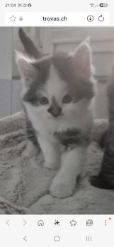 Heilige Birma mix