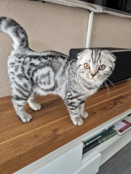 BKH KATZE 