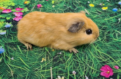 Glatthaar California Meerschweinchen