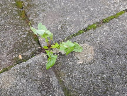 Sackgeld für Gartenarbeit - Gratisinserat.ch