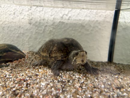 Moschusschildkröten - Gratisinserat.ch
