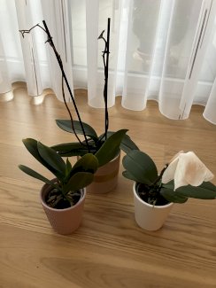 3 Orchideen  - Gratisinserat.ch