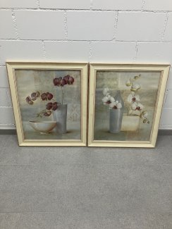 2 Orchideen  Bilder - Gratisinserat.ch
