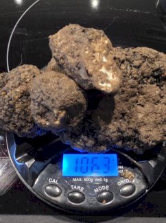 Verkaufe frische Trüffel aus der Gegend Bern - Gratisinserat.ch