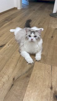 Ragdoll Kastratin 3 Jährig - Gratisinserat.ch