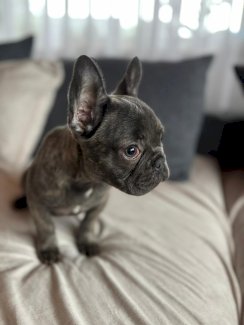Französische Bulldogge Welpen 