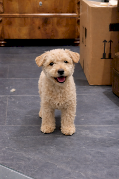 Zwergpudel 6 Monate alt