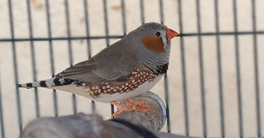 Gesucht: 2 Zebrafinken Hähne - Gratisinserat.ch