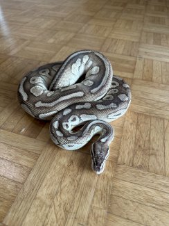 Python regius Butterpastel - Gratisinserat.ch