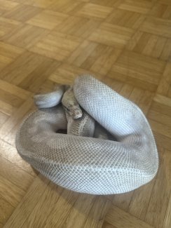 Python regius Ultimate Passion - Gratisinserat.ch