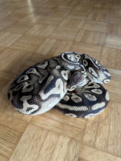 Python regius Pastel Phantom Yellow Belly - Gratisinserat.ch