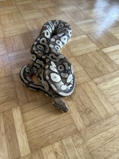 Python regius Pastave - Gratisinserat.ch