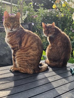 Toygerkatze