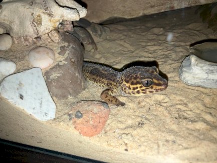 Leoparden Gecko Weibchen - Gratisinserat.ch