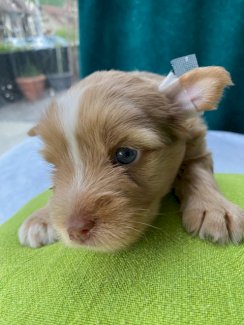 Yorkshire Terrier zu verkaufen: