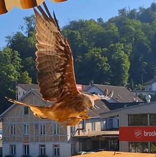 Allrounder - Gratisinserat.ch