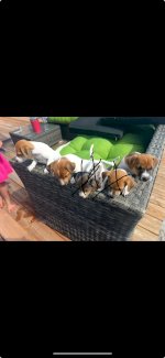 3 jack Russel welpen zu verkaufen  - Gratisinserat.ch