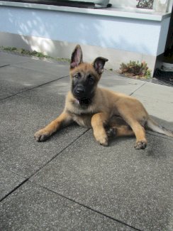 Welpe Malinois 11 Wochen alt Weiblich - Gratisinserat.ch