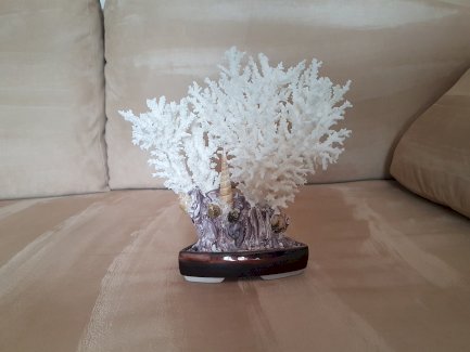 Koralle weiss - Gratisinserat.ch