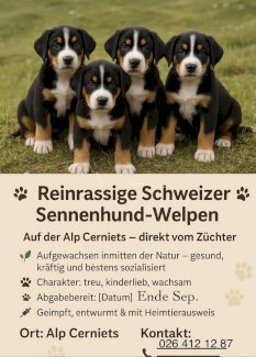Reinrassige Schweizer Sennenhunde Welpen  - Gratisinserat.ch