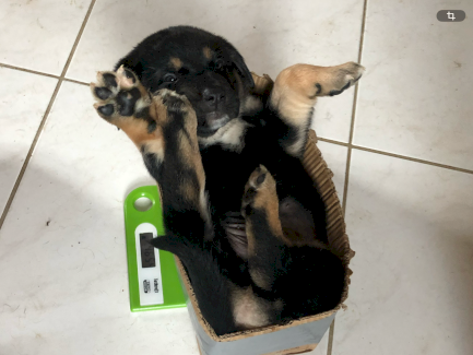 Mutter reinrassige Altenglische Bulldogge, Vater reinrassiger Shepsky 