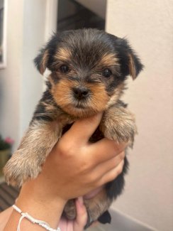 Yorkshire-terrier welpen - Gratisinserat.ch