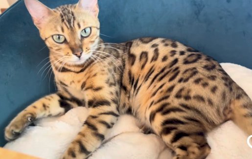 Zuchtkatze Bengal braun und Wurfankündigung - Gratisinserat.ch