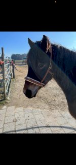 Equizaum von Equimero