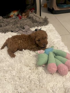 Zwergpudel - Gratisinserat.ch