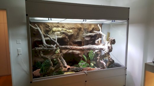 Terrarium + Boa imperator \"Jungle\" - Gratisinserat.ch