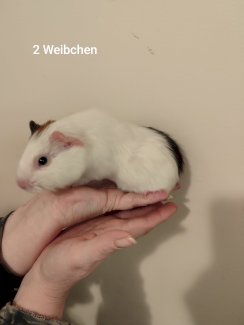 Junge Meerschweinchen m/w - Gratisinserat.ch