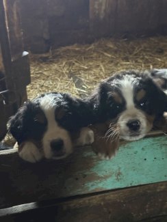 Berner Sennenhunde Welpen - Gratisinserat.ch