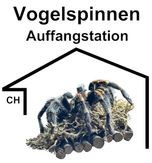 Auffangstation Vogelspinne - Gratisinserat.ch