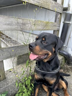Rottweiler Deckrüde - Gratisinserat.ch