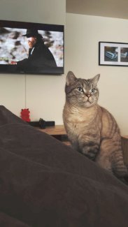 Kater Britischkurzhaar / Scottisch Fold - Gratisinserat.ch