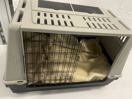 Hundetransport- Box 100 x 68x 47 - Gratisinserat.ch